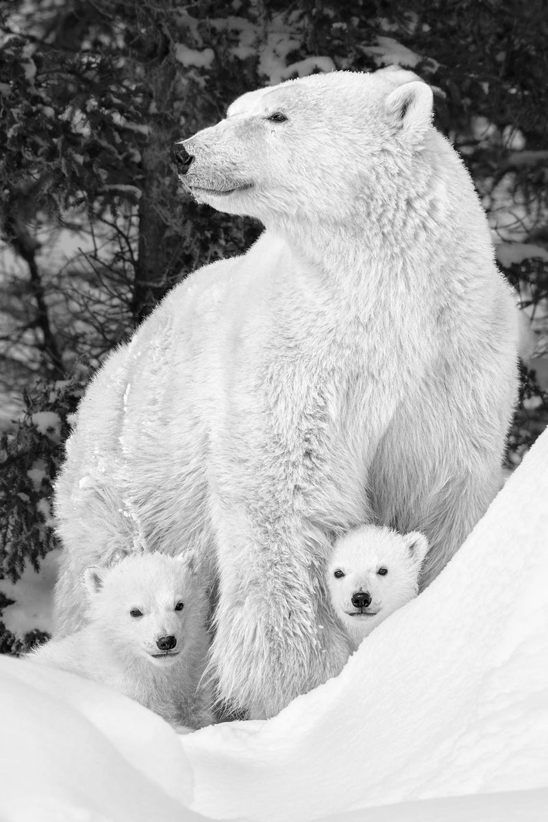 https://alphauniverseglobal.media.zestyio.com/Alpha-Universe-Best-Of-2023-Paul-Nicklen.jpeg?height=1200&fit=bounds