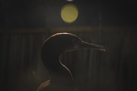 https://alphauniverseglobal.media.zestyio.com/Alpha-Universe-BirdPhotoTips-MorganHeim-Cormorant-3.jpg?height=300&fit=bounds