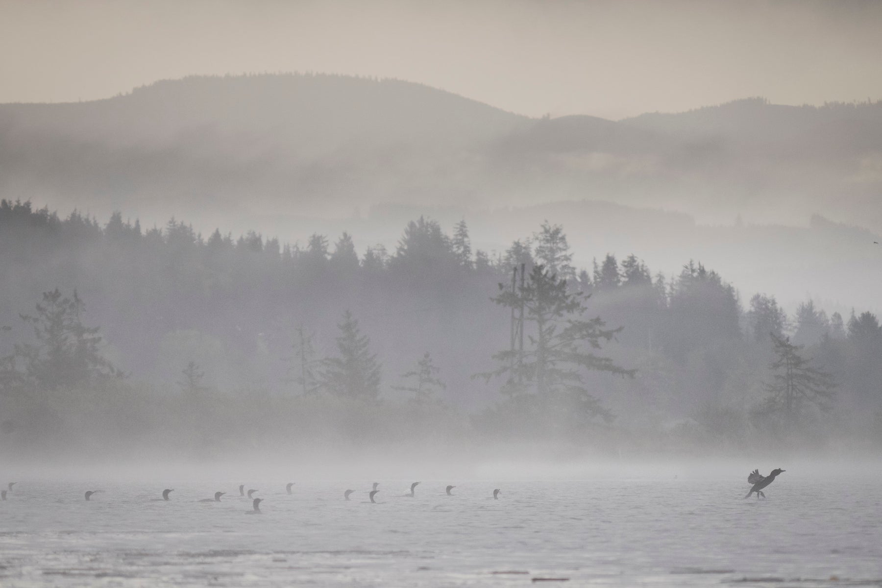 https://alphauniverseglobal.media.zestyio.com/Alpha-Universe-BirdPhotoTips-MorganHeim-Cormorant-7.jpg?height=1200&fit=bounds