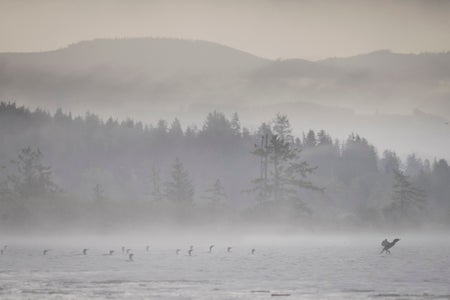 https://alphauniverseglobal.media.zestyio.com/Alpha-Universe-BirdPhotoTips-MorganHeim-Cormorant-7.jpg?height=300&fit=bounds