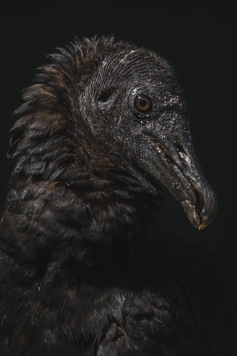 https://alphauniverseglobal.media.zestyio.com/Alpha-Universe-BirdPhotoTips-MorganHeim-EyeLevel-1.jpg?height=1200&fit=bounds