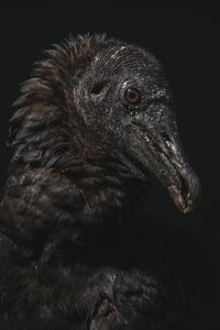 https://alphauniverseglobal.media.zestyio.com/Alpha-Universe-BirdPhotoTips-MorganHeim-EyeLevel-1.jpg?height=300&fit=bounds