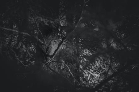 https://alphauniverseglobal.media.zestyio.com/Alpha-Universe-BirdPhotoTips-MorganHeim-Infrared-2.jpg?height=300&fit=bounds