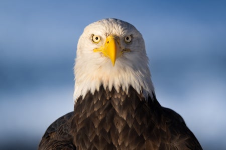 https://alphauniverseglobal.media.zestyio.com/Alpha-Universe-CameraSetup-Wildlife-Colby-Brown-10.jpg?height=300&fit=bounds