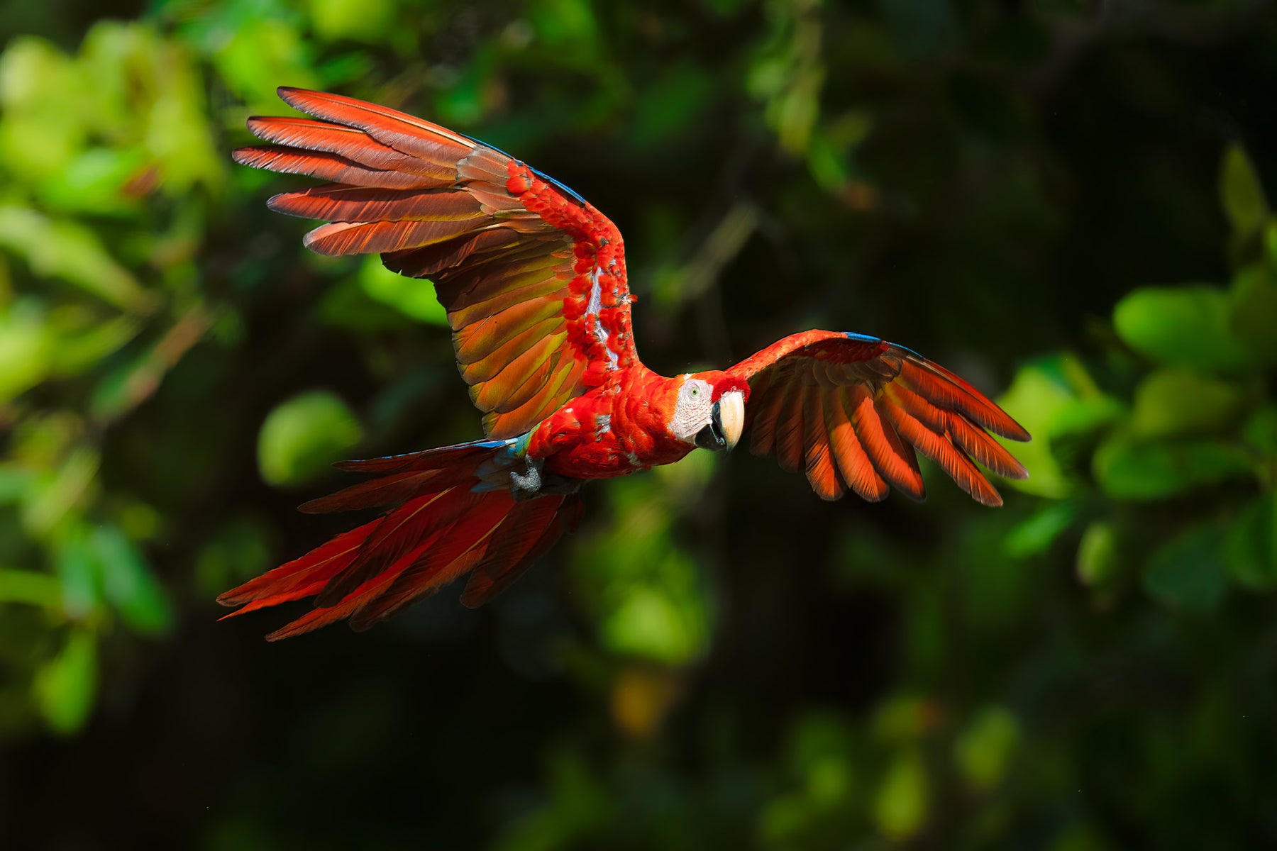 https://alphauniverseglobal.media.zestyio.com/Alpha-Universe-CameraSetup-Wildlife-Colby-Brown-12.jpg?height=1200&fit=bounds