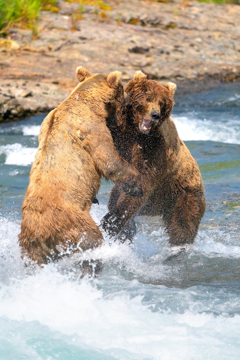 https://alphauniverseglobal.media.zestyio.com/Alpha-Universe-CameraSetup-Wildlife-Colby-Brown-5.jpg?height=1200&fit=bounds