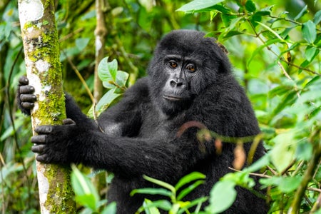 https://alphauniverseglobal.media.zestyio.com/Alpha-Universe-CameraSetup-Wildlife-Colby-Brown-6.jpg?height=300&fit=bounds