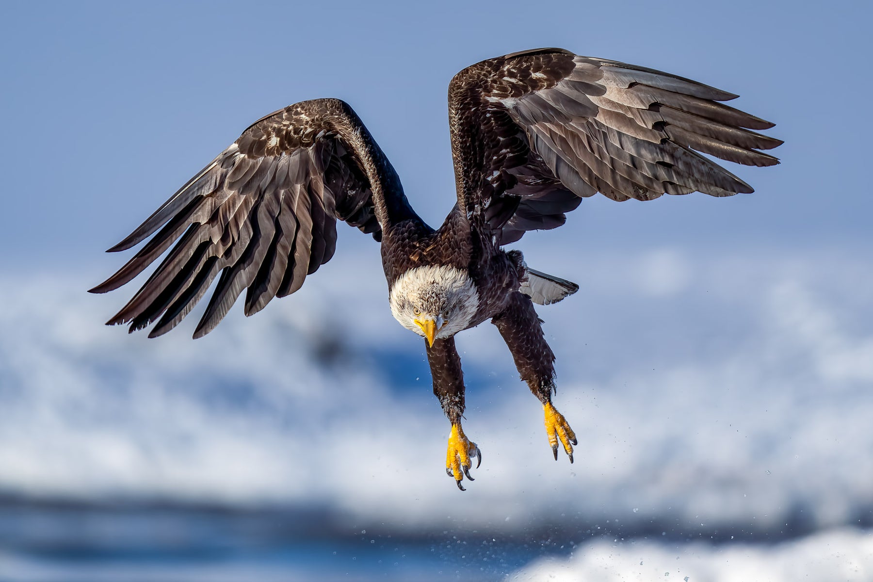 https://alphauniverseglobal.media.zestyio.com/Alpha-Universe-CameraSetup-Wildlife-Colby-Brown-9.jpg?height=1200&fit=bounds