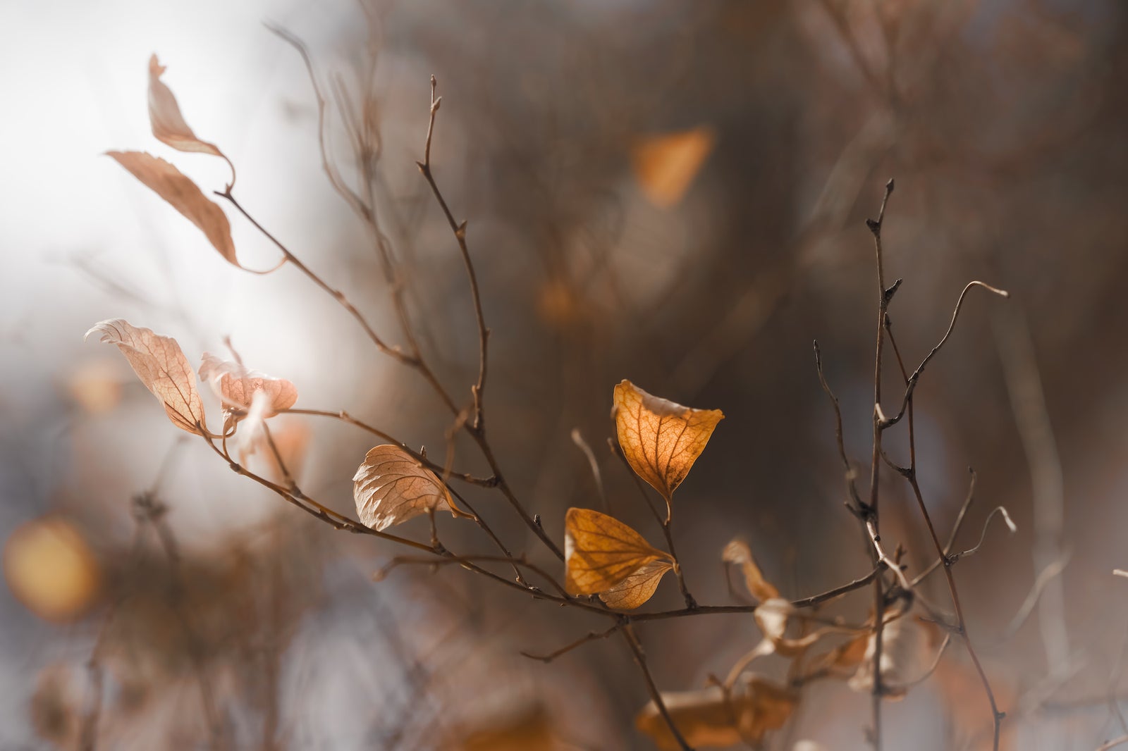 Caroline Jensen 2020-11