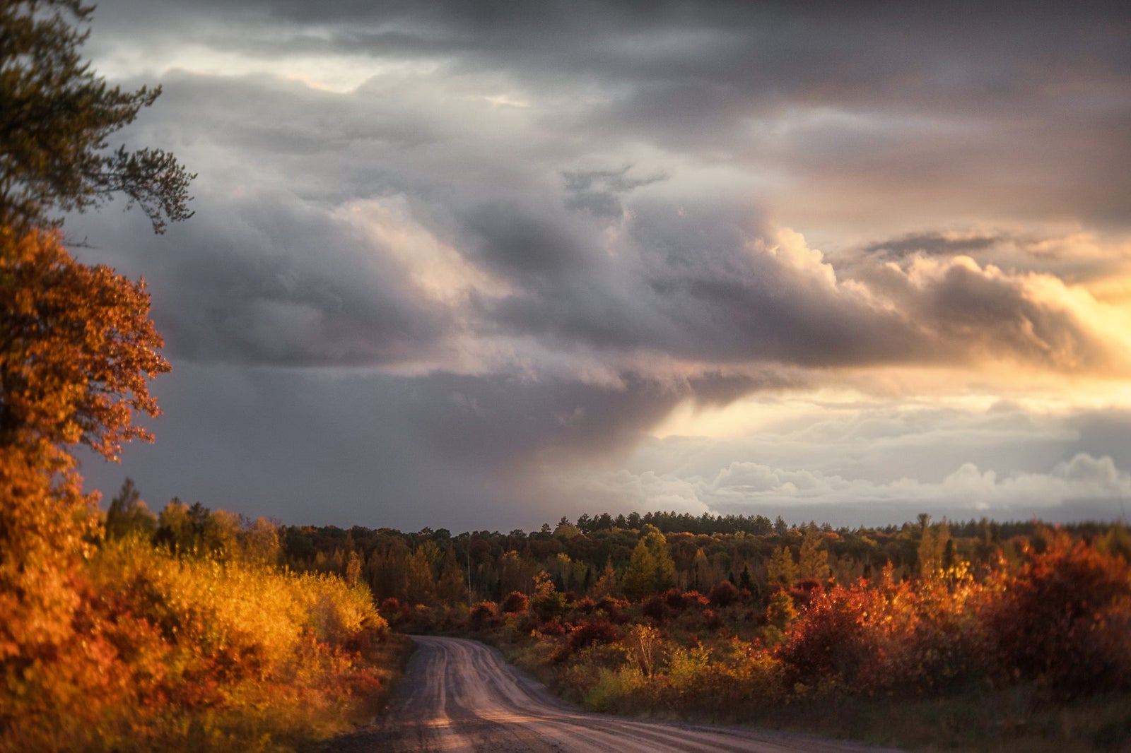 Caroline Jensen 2020-12