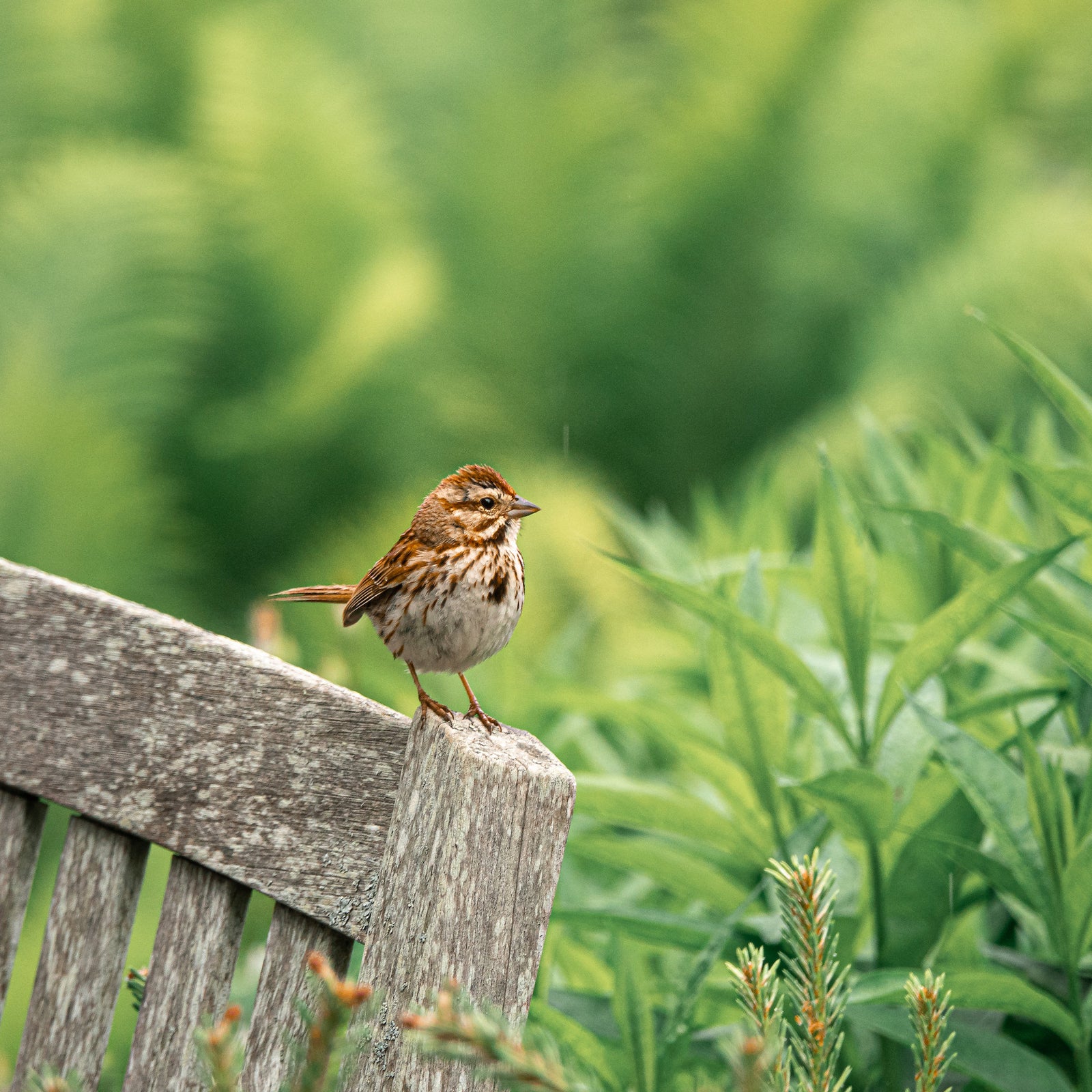 Caroline Jensen 2020-13