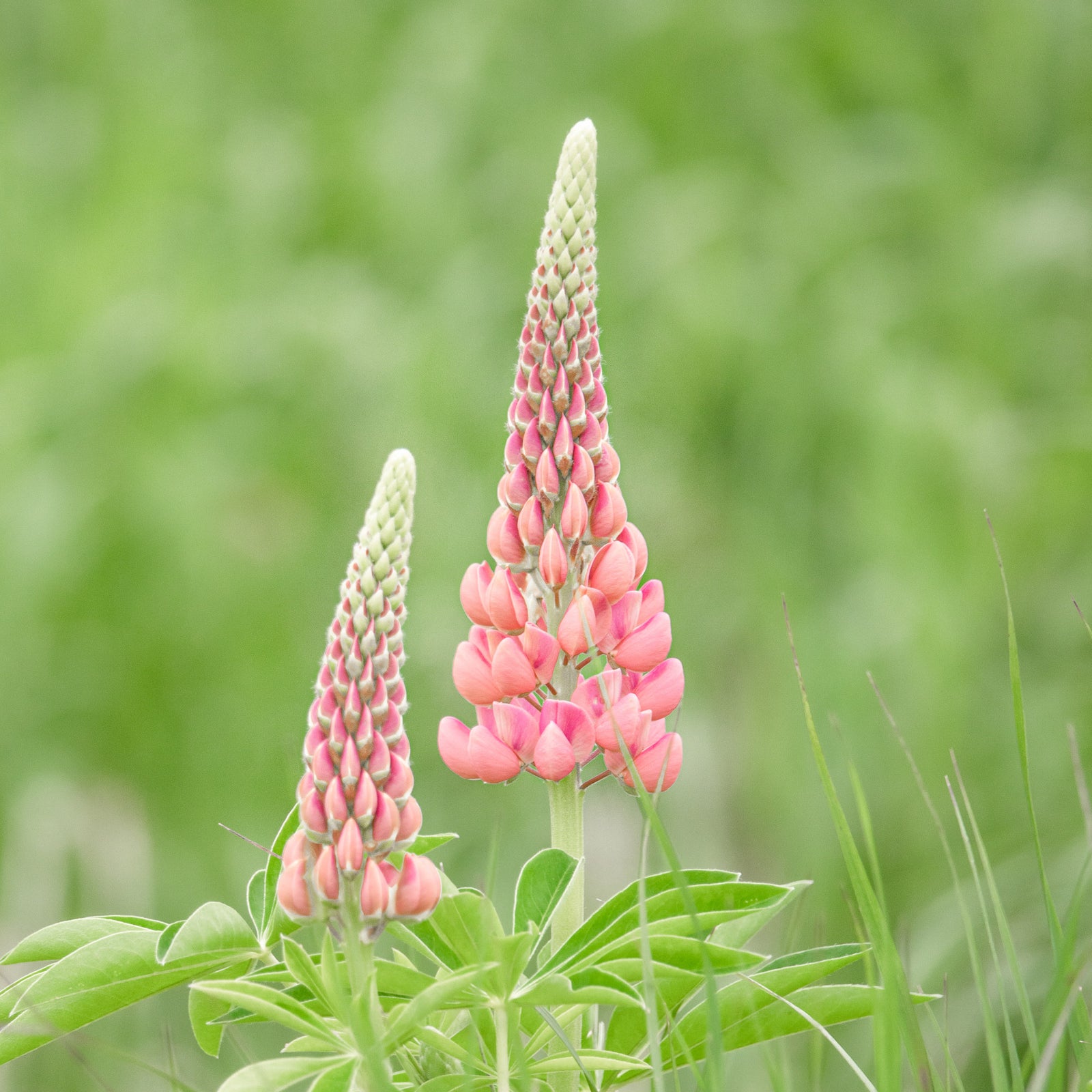 Caroline Jensen 2020-15