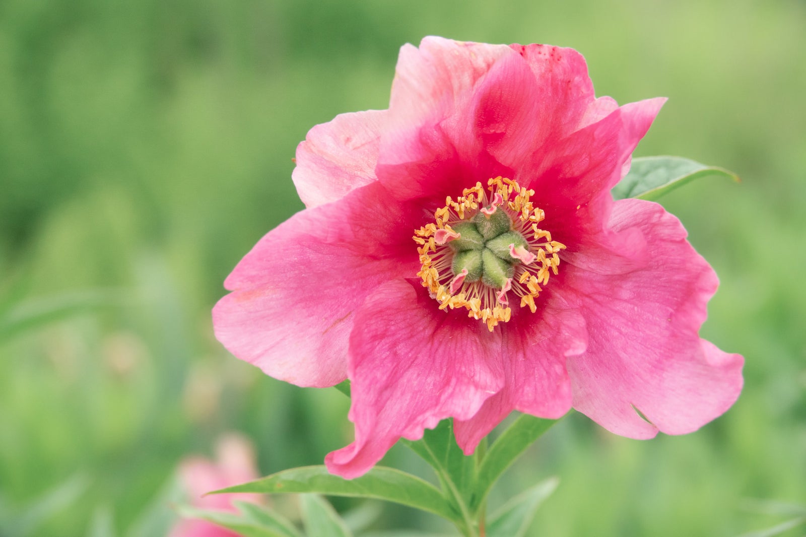 Caroline Jensen 2020-05