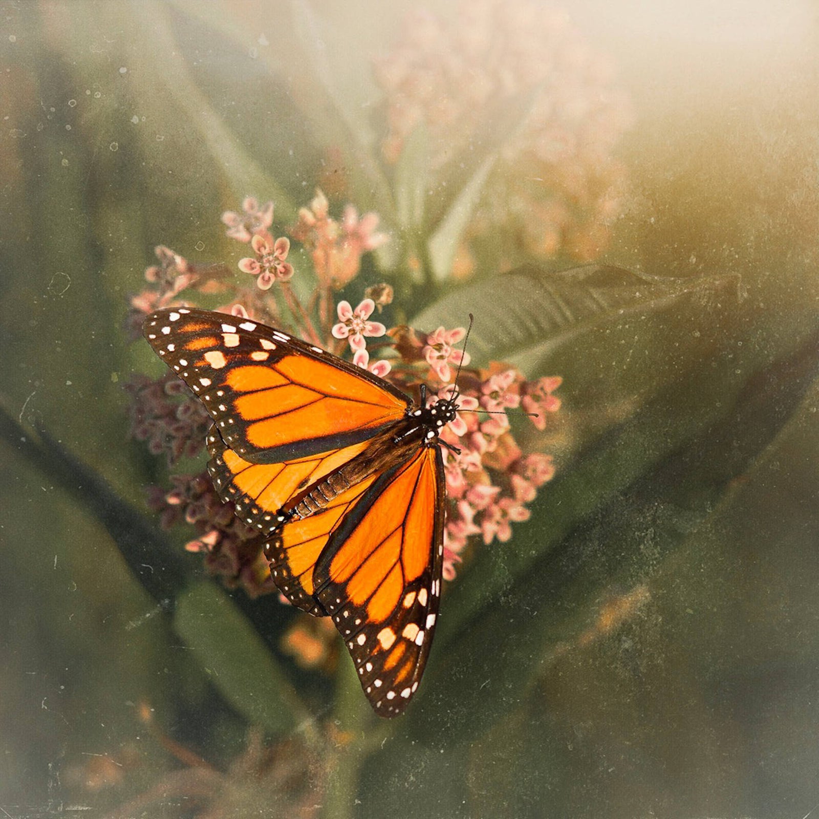 Caroline Jensen 2020-07