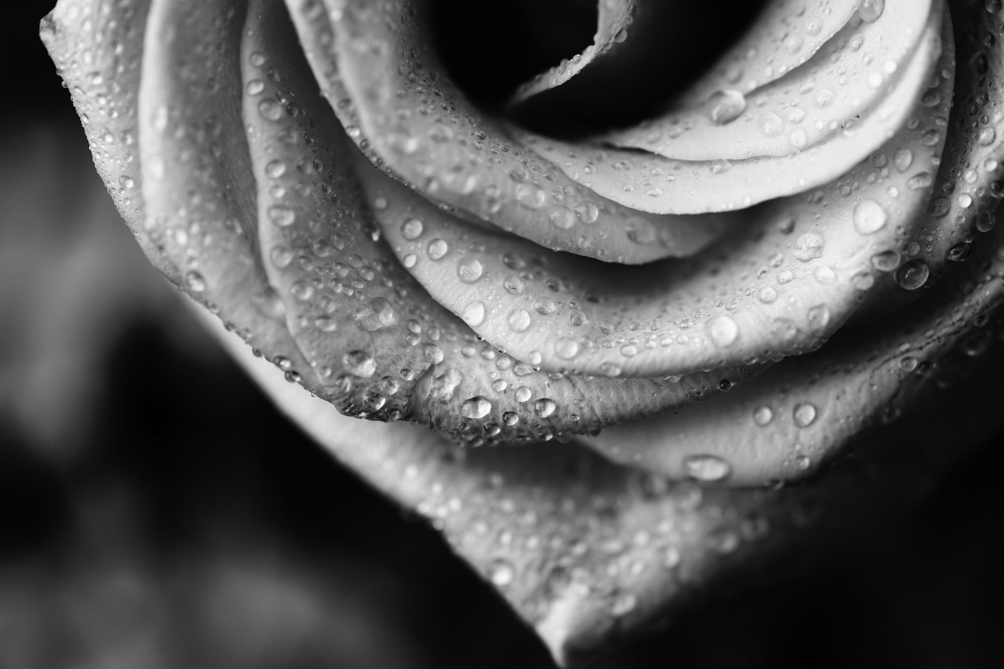 Black And White Macro Flower Photography