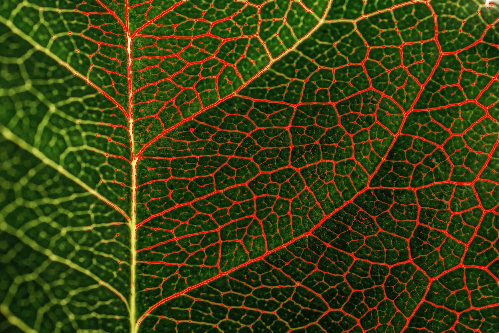 Alpha-Universe-Caroline-Jensen-Macro-focus-peaking-leaf.jpg