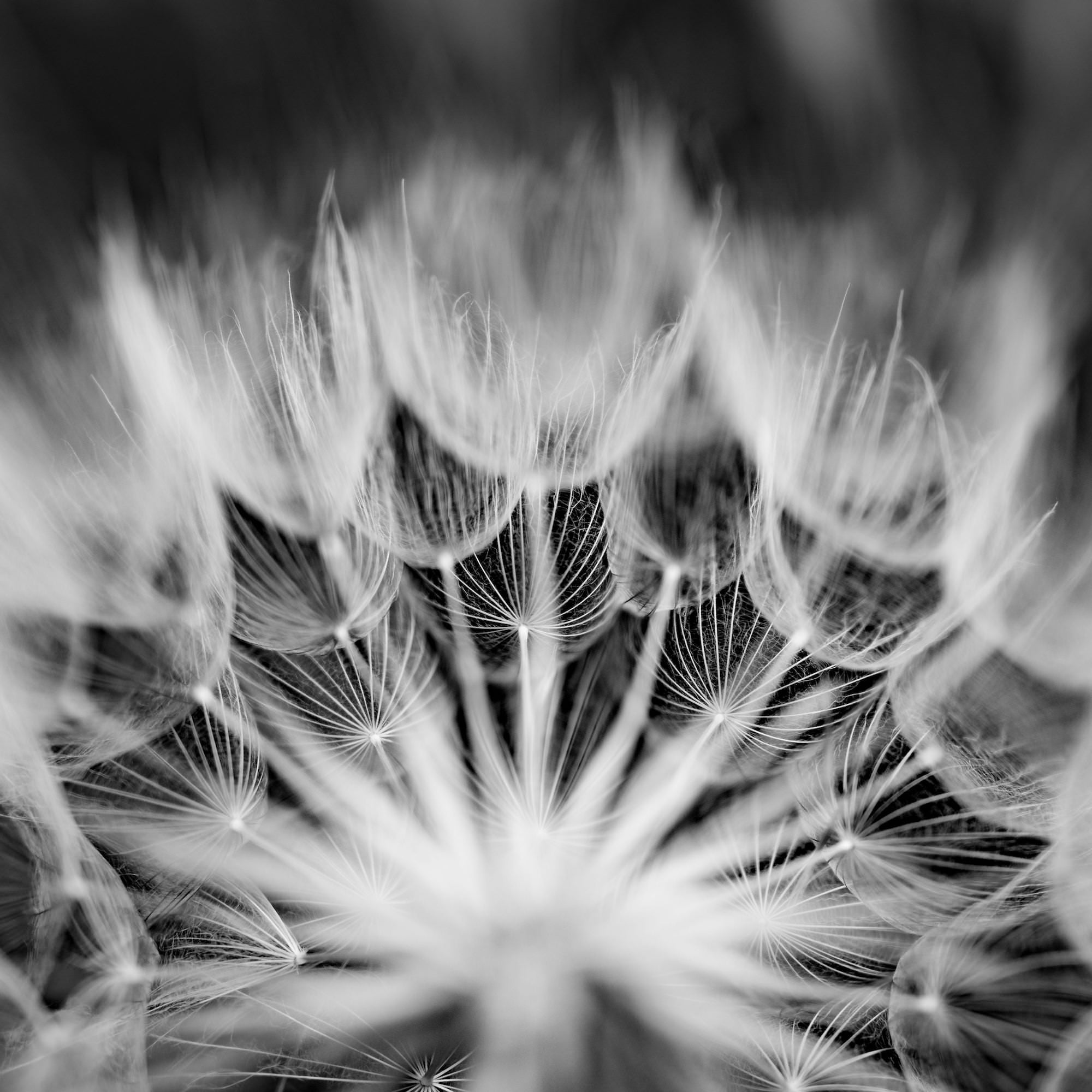 Alpha-Universe-Caroline-Jensen-Macro-huge-dandelion-bw-00104.jpg