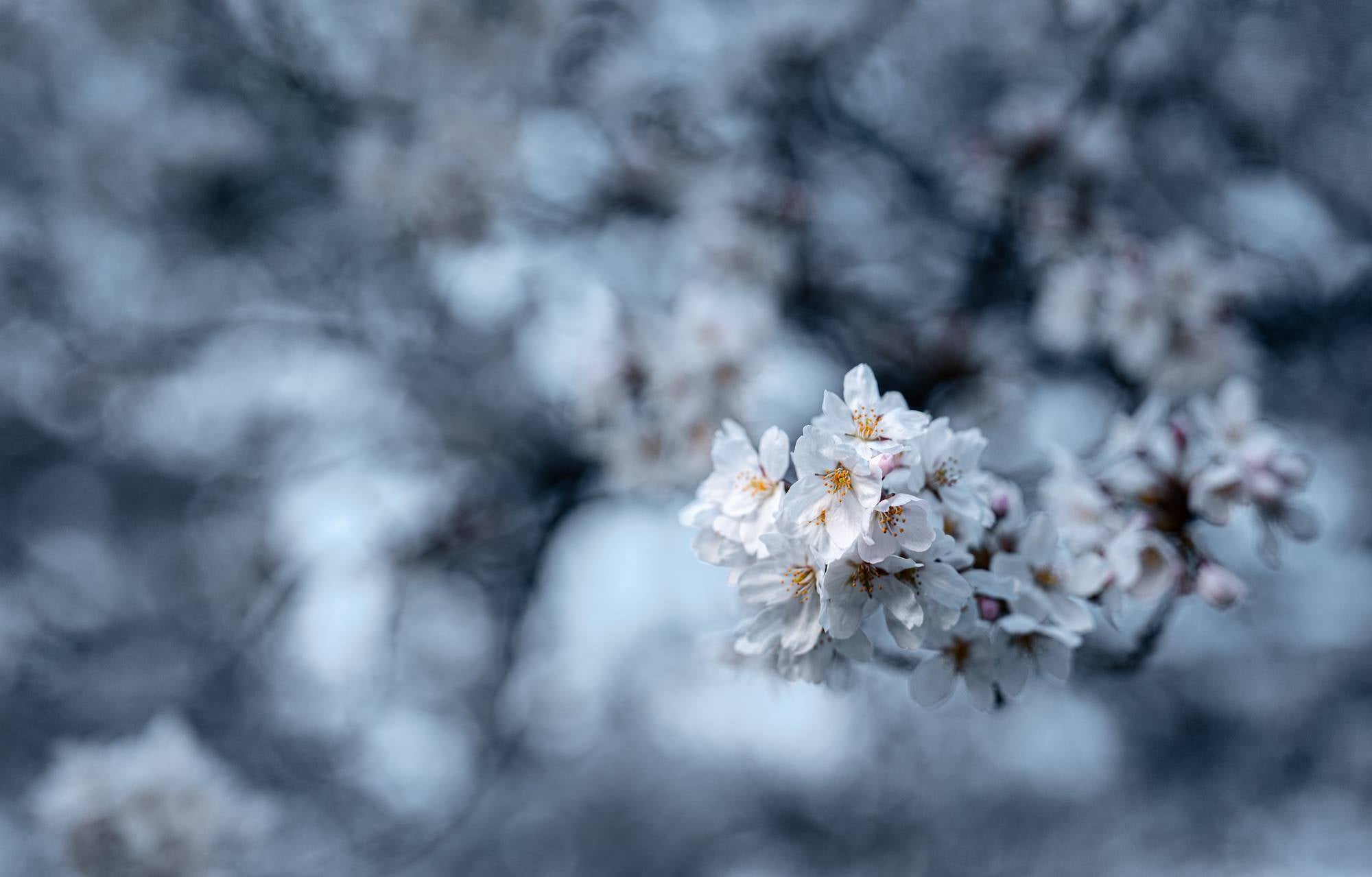 Photo by Drew Geraci. Sony Alpha 1 II. Sony 28-70mm f/2 G Master.