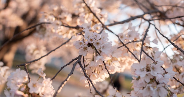 Photo by Drew Geraci. Sony Alpha 1 II. Sony 28-70mm f/2 G Master. 1/500-sec., f/2, ISO 50