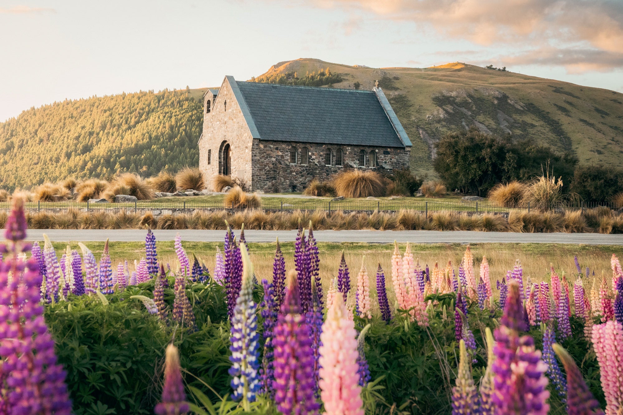Lupins at Lake Tekapo Lupins at Lake Tekapo