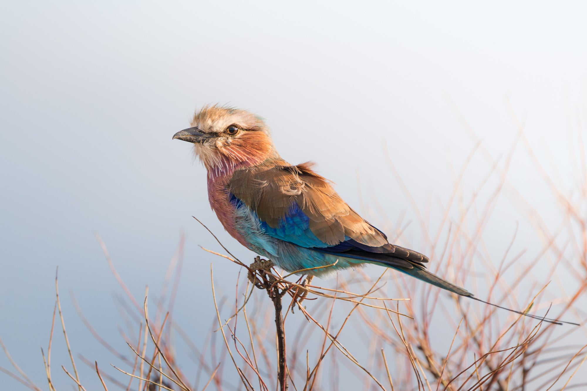 Colorful bird standing on perch