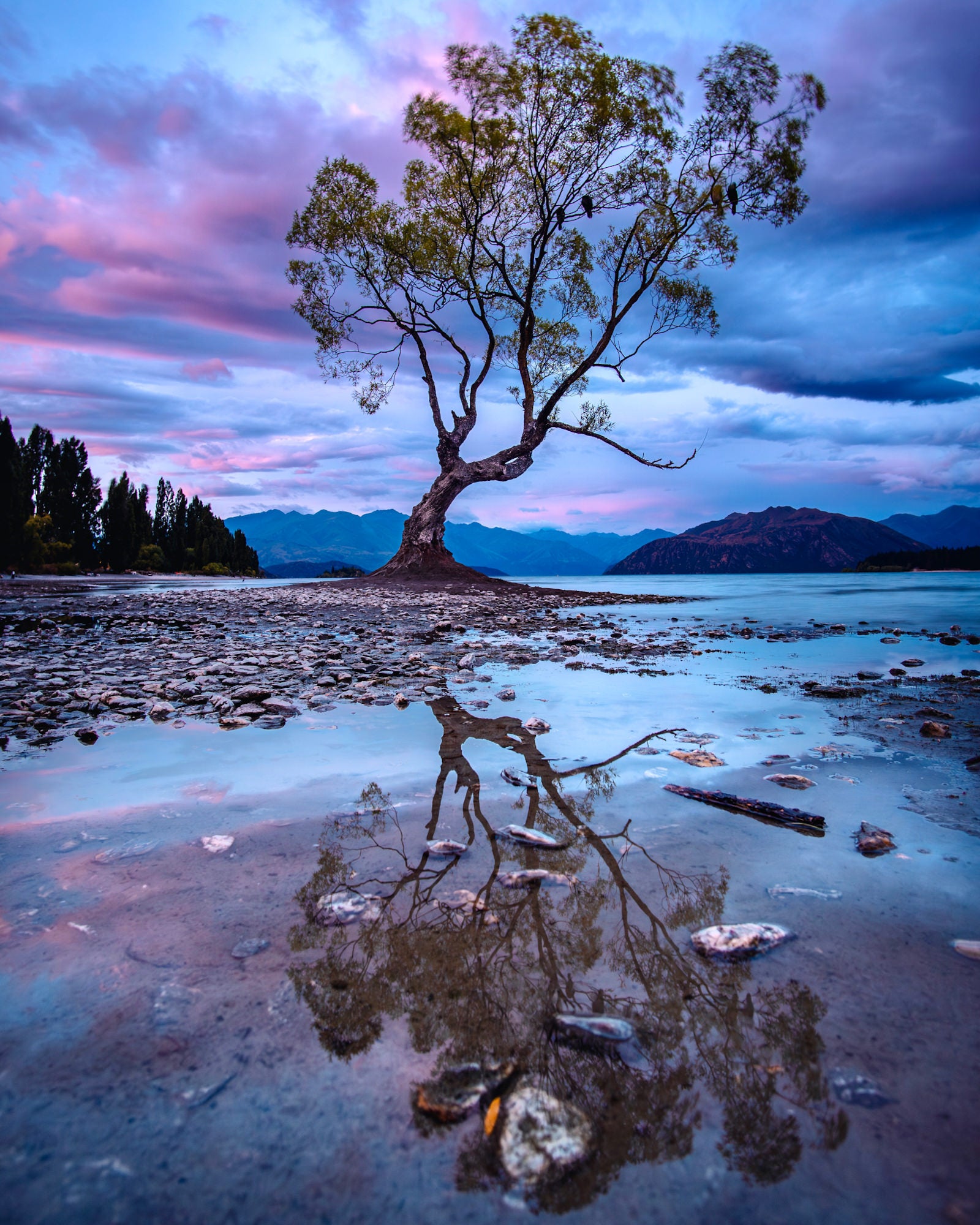 Wanaka Tree photo Wanaka Tree photo
