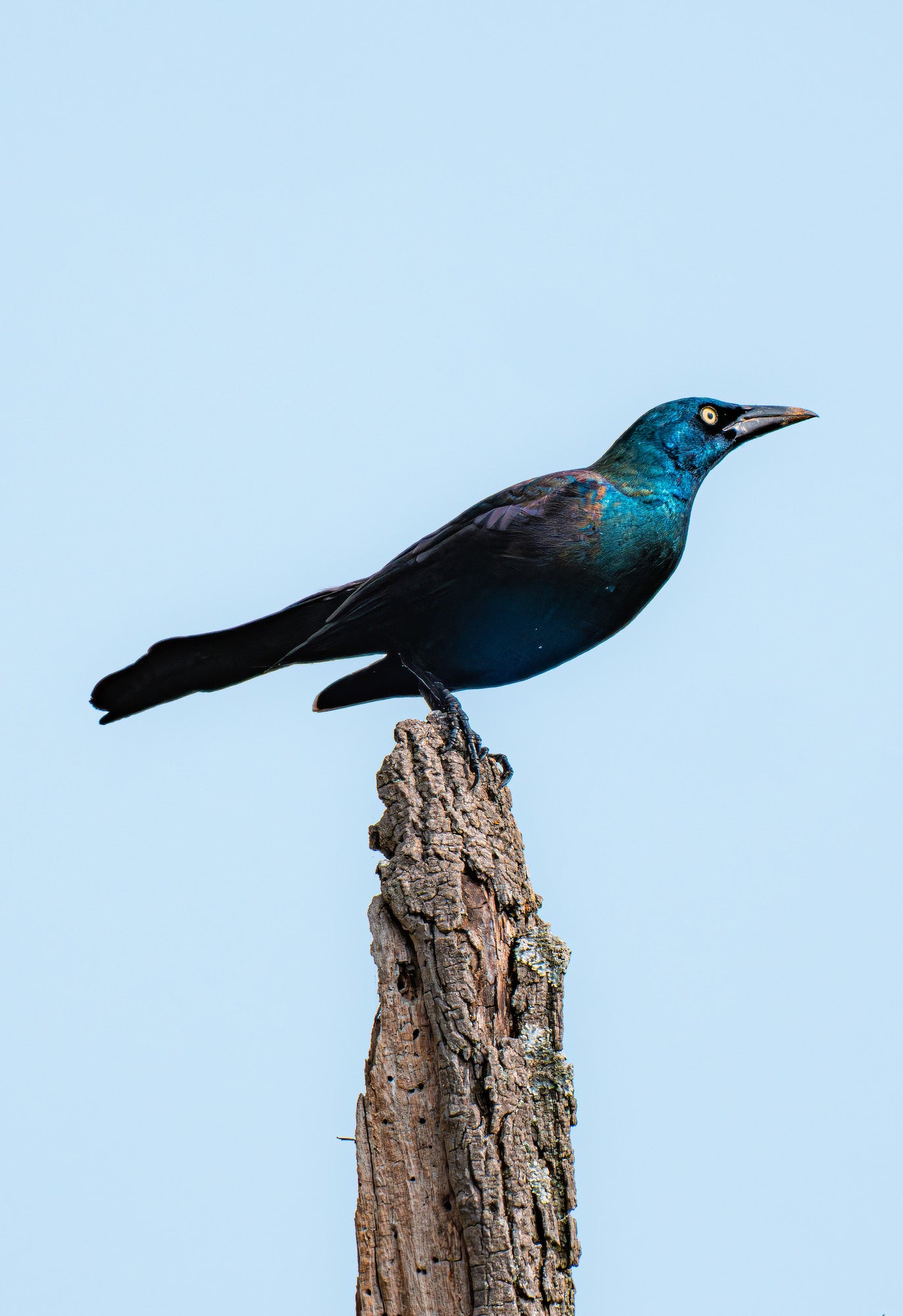 Photo by Drew Geraci. Sony Alpha 1 II. Sony 400-800mm f/6.3-8 G. 1/2000-sec., f/11, ISO 250