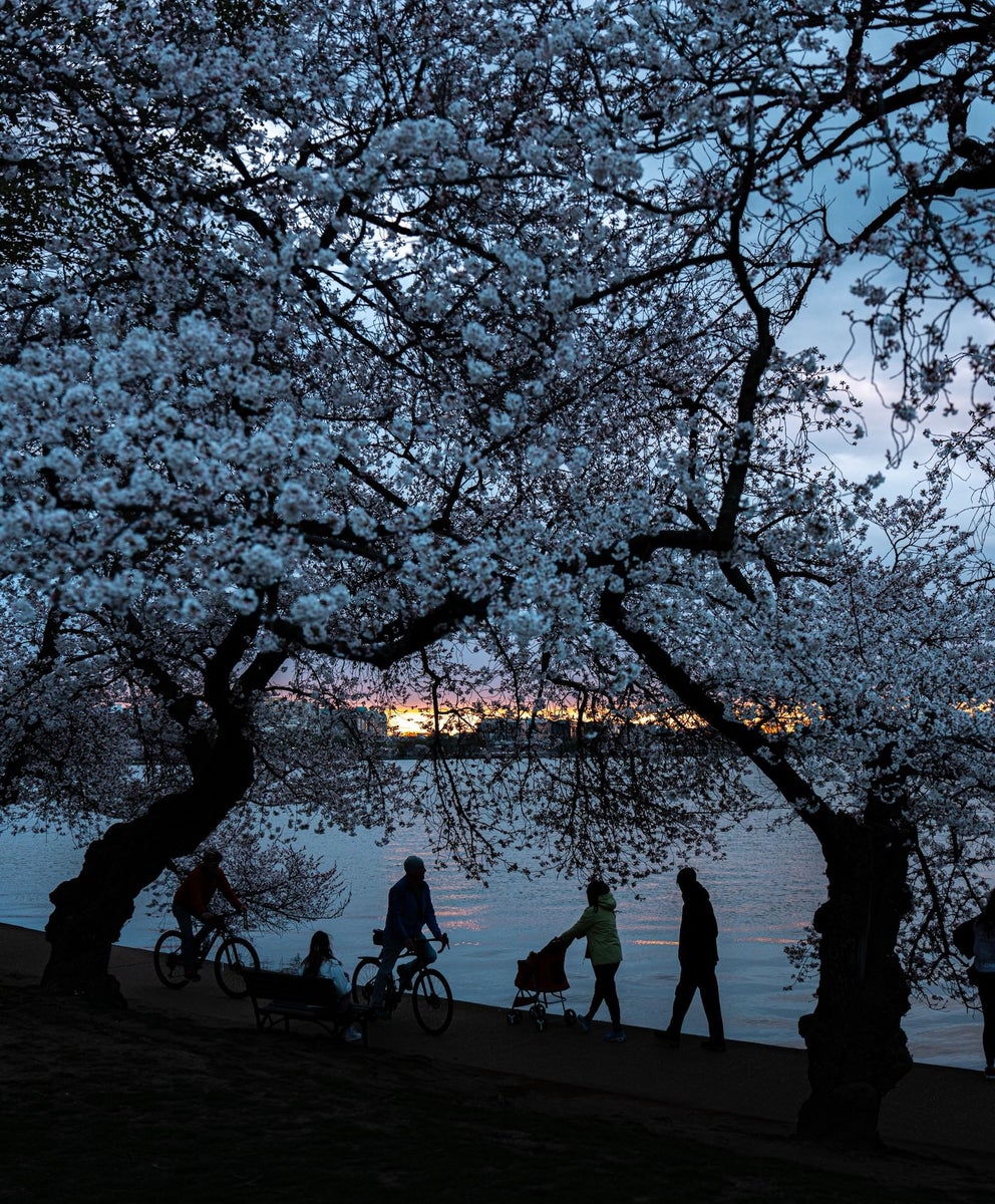 https://alphauniverseglobal.media.zestyio.com/Alpha-Universe-Drew-Geraci-Cherry-Blossoms-LEDs-1.jpg?height=1200&fit=bounds