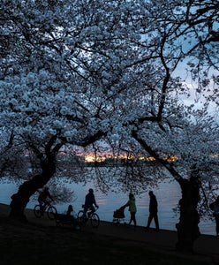 https://alphauniverseglobal.media.zestyio.com/Alpha-Universe-Drew-Geraci-Cherry-Blossoms-LEDs-1.jpg?height=300&fit=bounds