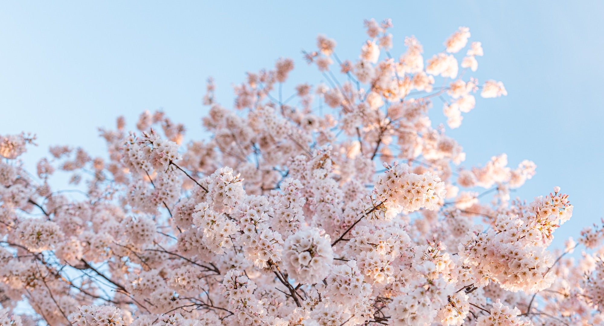 https://alphauniverseglobal.media.zestyio.com/Alpha-Universe-Drew-Geraci-Cherry-Blossoms-LEDs-2.jpg?height=1200&fit=bounds