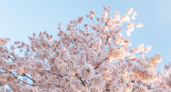 https://alphauniverseglobal.media.zestyio.com/Alpha-Universe-Drew-Geraci-Cherry-Blossoms-LEDs-2.jpg?height=300&fit=bounds