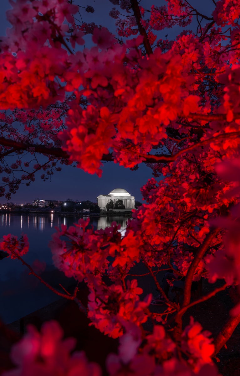 https://alphauniverseglobal.media.zestyio.com/Alpha-Universe-Drew-Geraci-Cherry-Blossoms-LEDs-5.jpg?height=1200&fit=bounds