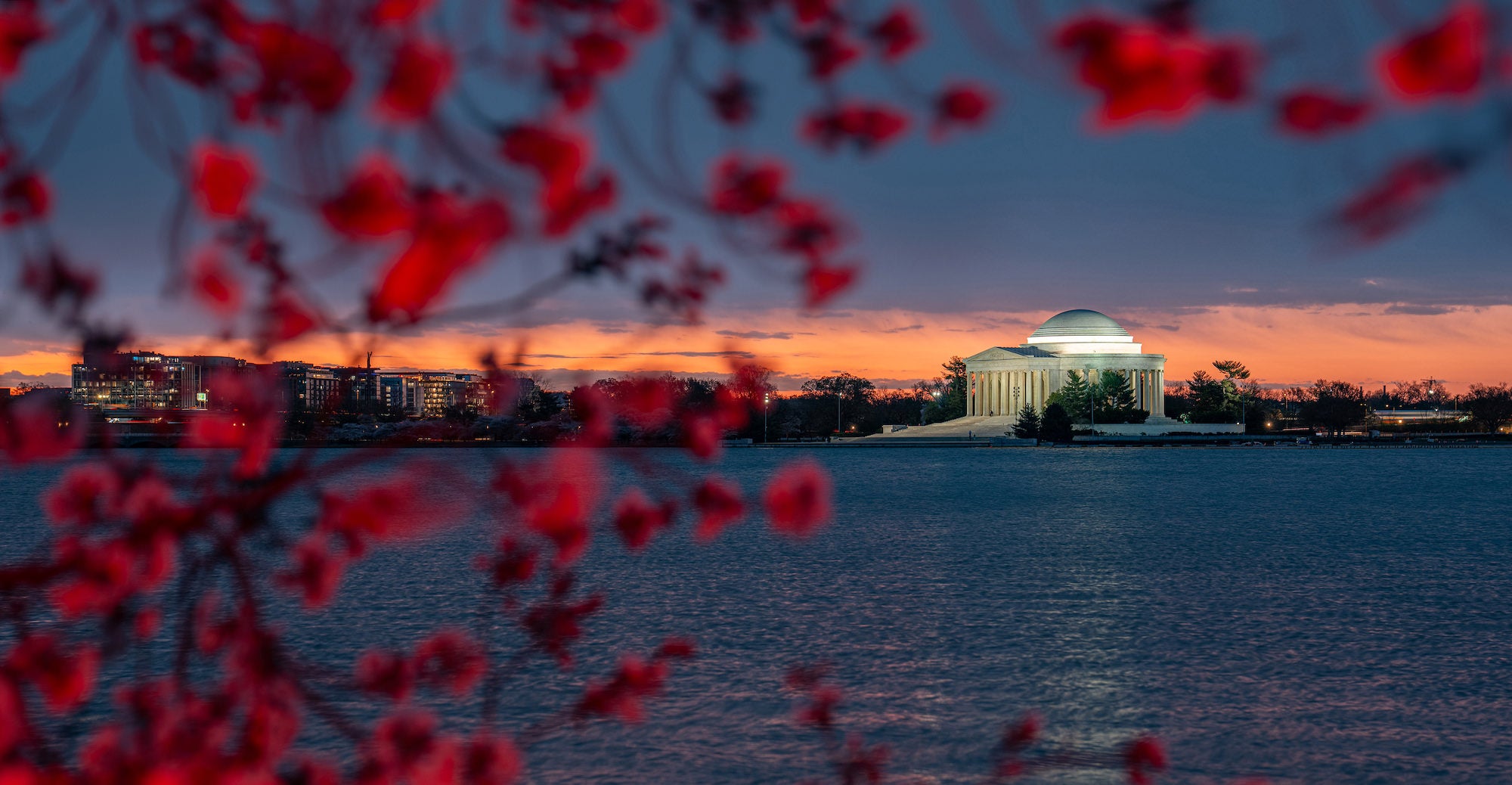 https://alphauniverseglobal.media.zestyio.com/Alpha-Universe-Drew-Geraci-Cherry-Blossoms-LEDs-6.jpg?height=1200&fit=bounds