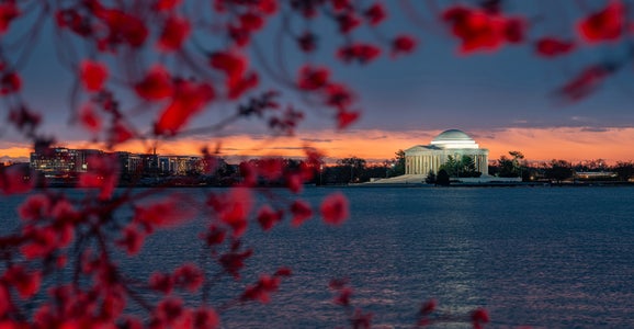 https://alphauniverseglobal.media.zestyio.com/Alpha-Universe-Drew-Geraci-Cherry-Blossoms-LEDs-6.jpg?height=300&fit=bounds