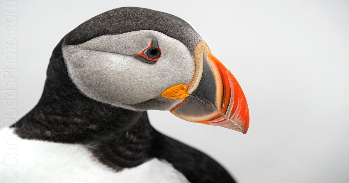 Bird & Nature Photography With Sony Mirrorless Cameras Sony Alpha