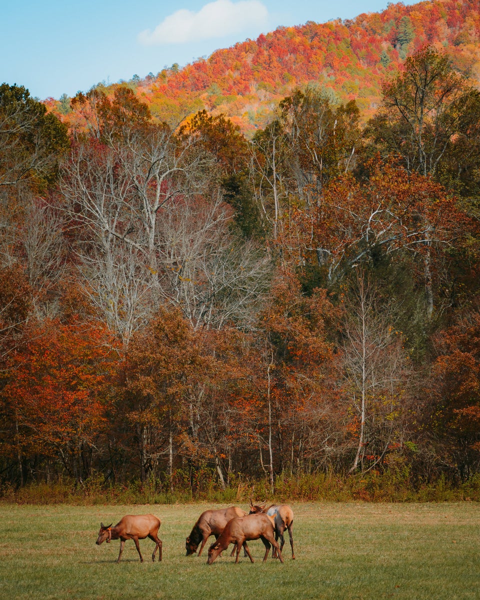 https://alphauniverseglobal.media.zestyio.com/Alpha-Universe-Fall-Color-Cate-Schweitzer-3.jpg?height=1200&fit=bounds