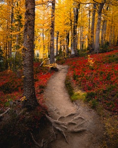 https://alphauniverseglobal.media.zestyio.com/Alpha-Universe-Fall-Color-Jesse-Roos-2.jpg?height=300&fit=bounds