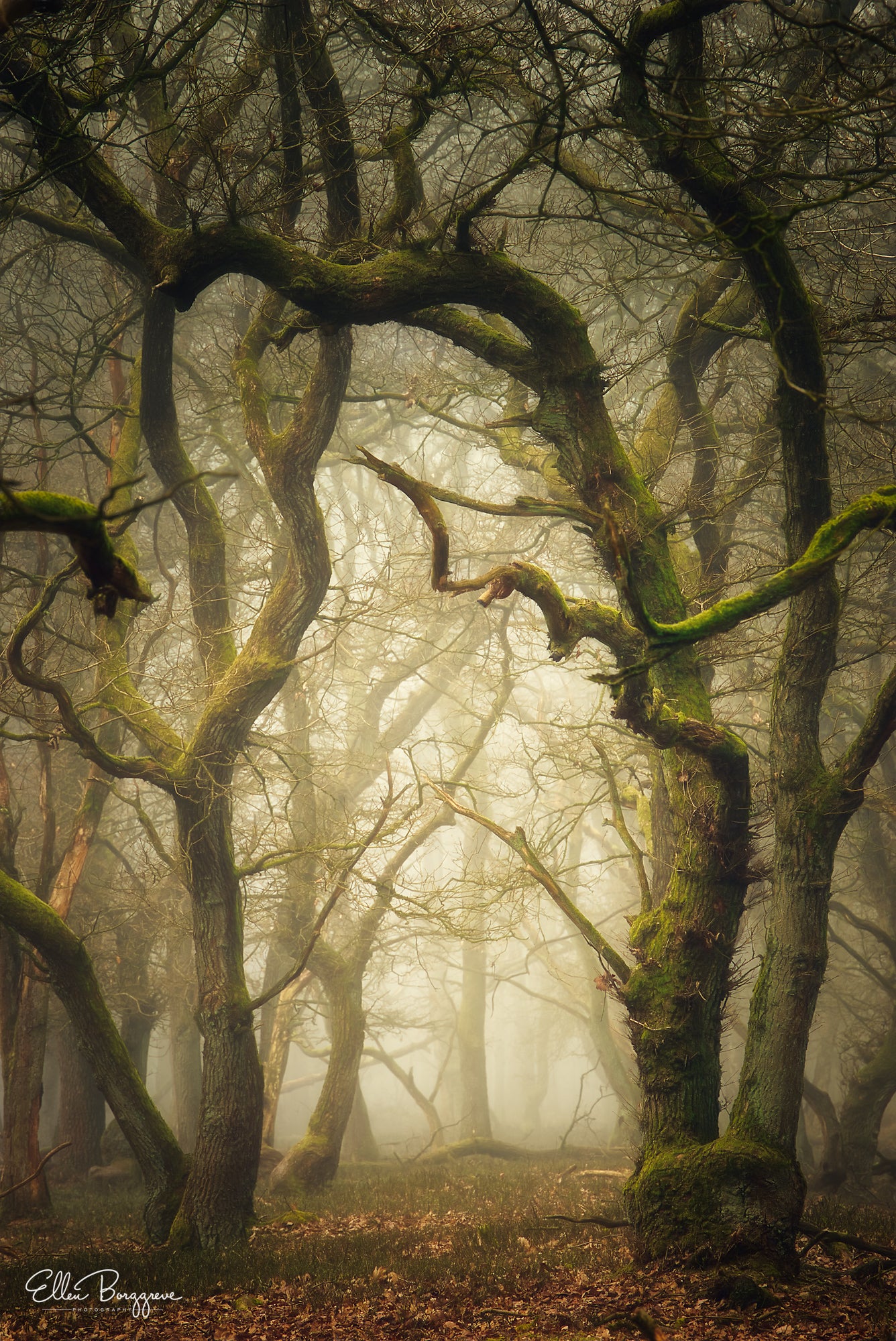 10 Tips For Dreamy Forest Photos | Sony | Alpha Universe