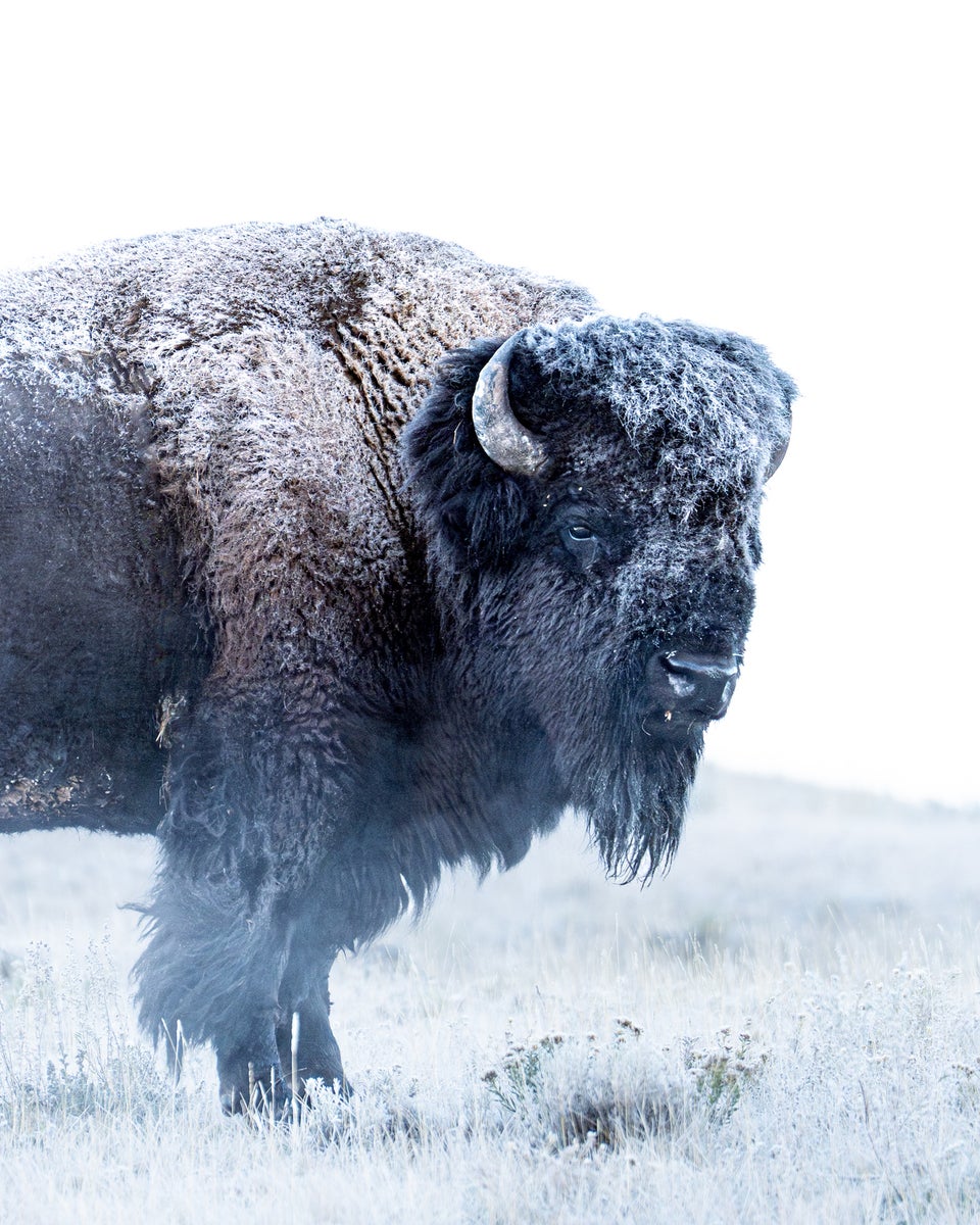 https://alphauniverseglobal.media.zestyio.com/Alpha-Universe-GMasterII-Jude-Allen-Bison.jpg?height=1200&fit=bounds