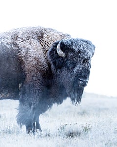 https://alphauniverseglobal.media.zestyio.com/Alpha-Universe-GMasterII-Jude-Allen-Bison.jpg?height=300&fit=bounds