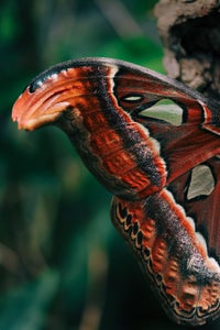 https://alphauniverseglobal.media.zestyio.com/Alpha-Universe-Gina-Danza-Botany-Bites-Atlas-Moth.jpg?height=300&fit=bounds