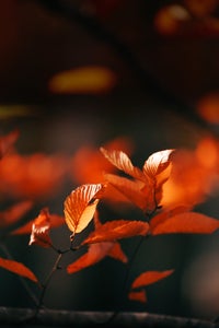 https://alphauniverseglobal.media.zestyio.com/Alpha-Universe-Gina-Danza-Botany-Bites-Autumn-Maine.JPG?height=300&fit=bounds