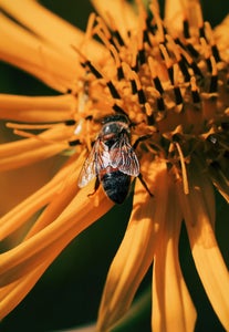 https://alphauniverseglobal.media.zestyio.com/Alpha-Universe-Gina-Danza-Botany-Bites-Bee-Maine.JPG?height=300&fit=bounds