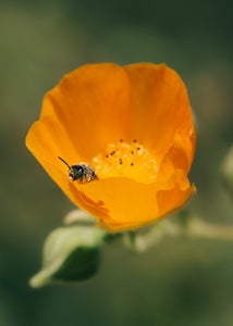 https://alphauniverseglobal.media.zestyio.com/Alpha-Universe-Gina-Danza-Botany-Bites-Bee.jpg?height=300&fit=bounds