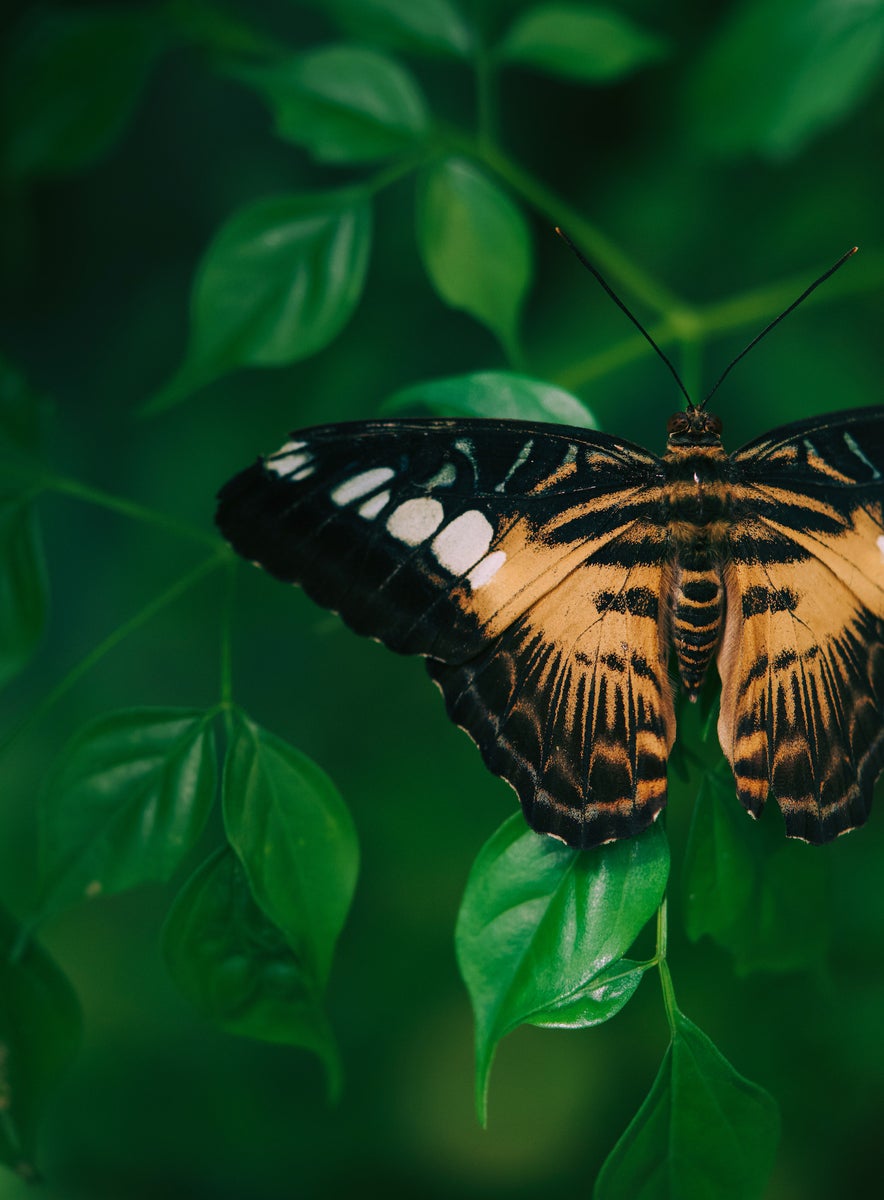 https://alphauniverseglobal.media.zestyio.com/Alpha-Universe-Gina-Danza-Botany-Bites-Butterfly.jpg?height=1200&fit=bounds