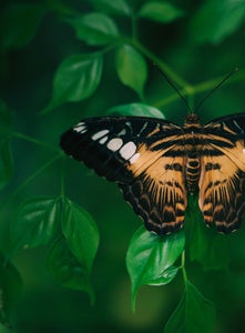 https://alphauniverseglobal.media.zestyio.com/Alpha-Universe-Gina-Danza-Botany-Bites-Butterfly.jpg?height=300&fit=bounds