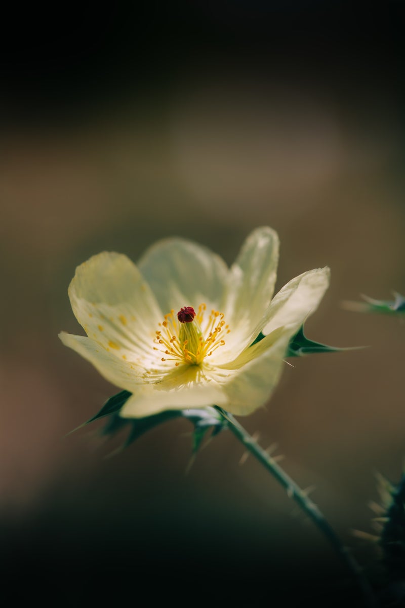 https://alphauniverseglobal.media.zestyio.com/Alpha-Universe-Gina-Danza-Botany-Bites-Flower.jpg?height=1200&fit=bounds