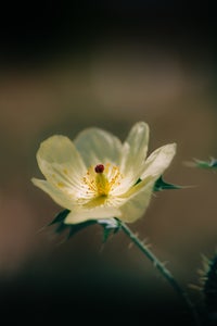 https://alphauniverseglobal.media.zestyio.com/Alpha-Universe-Gina-Danza-Botany-Bites-Flower.jpg?height=300&fit=bounds