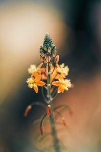 https://alphauniverseglobal.media.zestyio.com/Alpha-Universe-Gina-Danza-Botany-Bites-Flower2.jpg?height=300&fit=bounds