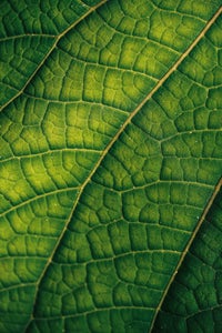 https://alphauniverseglobal.media.zestyio.com/Alpha-Universe-Gina-Danza-Botany-Bites-Leaf1.jpg?height=300&fit=bounds